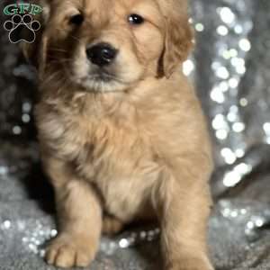Theodore, Golden Retriever Puppy