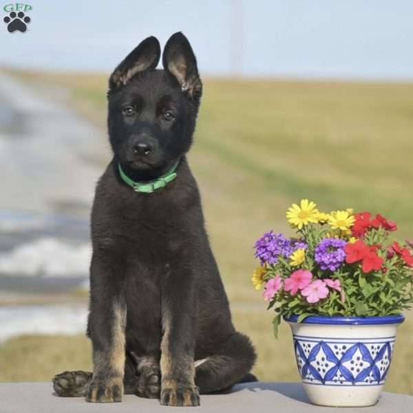 Moose, German Shepherd Puppy