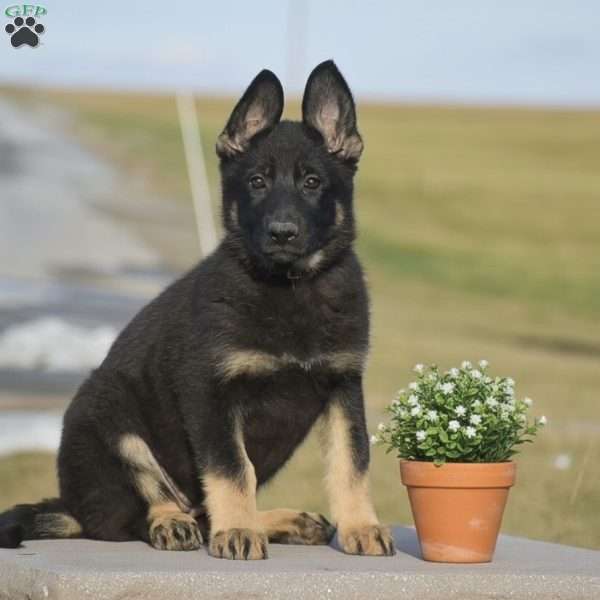 Miley, German Shepherd Puppy