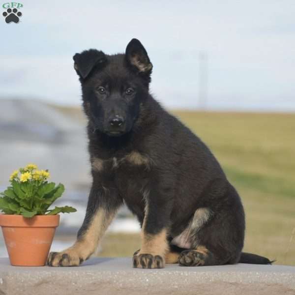 Mason, German Shepherd Puppy