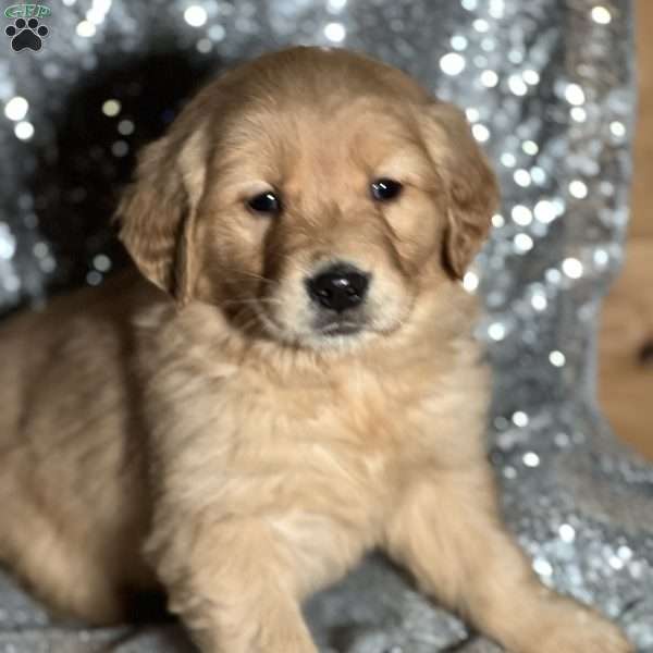 Theodore, Golden Retriever Puppy