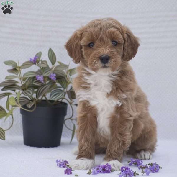 Caroline, Mini Goldendoodle Puppy