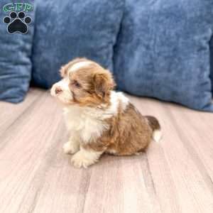 Jasmine, Havanese Puppy