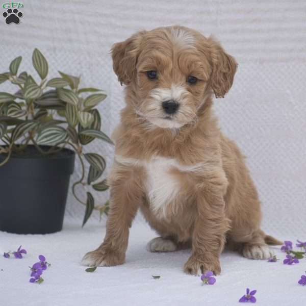 Cecilia, Mini Goldendoodle Puppy
