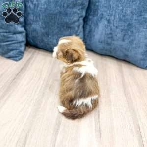 Jasmine, Havanese Puppy