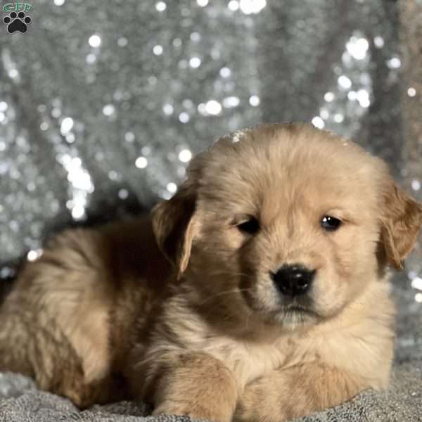 Toasty, Golden Retriever Puppy
