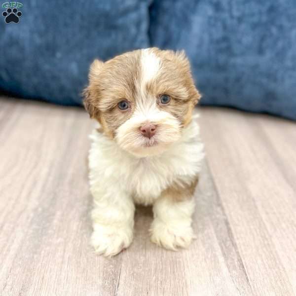 Jasmine, Havanese Puppy