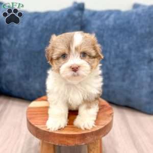 Jasmine, Havanese Puppy