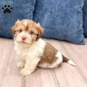 Harry, Havanese Puppy