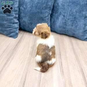 Harry, Havanese Puppy