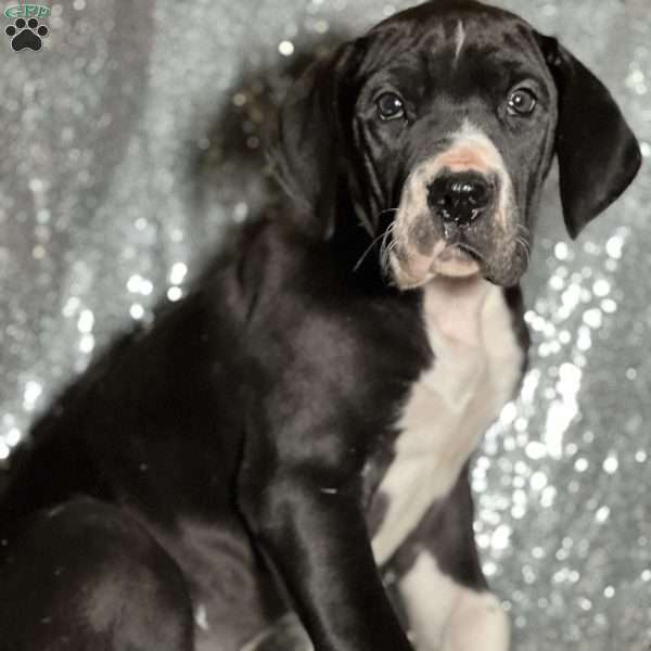 Taira, Great Dane Puppy