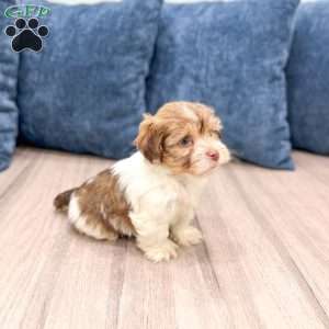 Harry, Havanese Puppy
