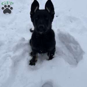 Kona, German Shepherd Puppy