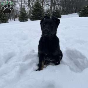 Kona, German Shepherd Puppy