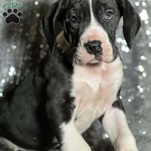 Tori, Great Dane Puppy