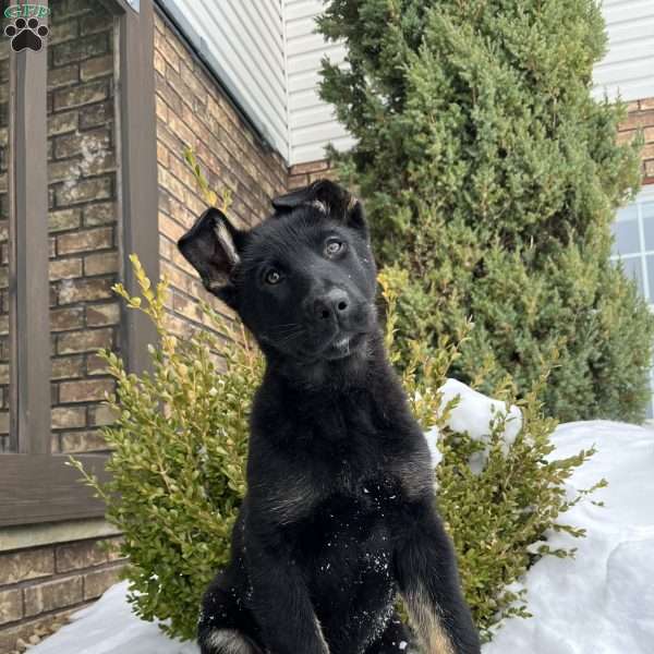 Kona, German Shepherd Puppy