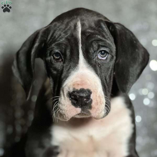 Tori, Great Dane Puppy