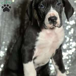 Twixie, Great Dane Puppy