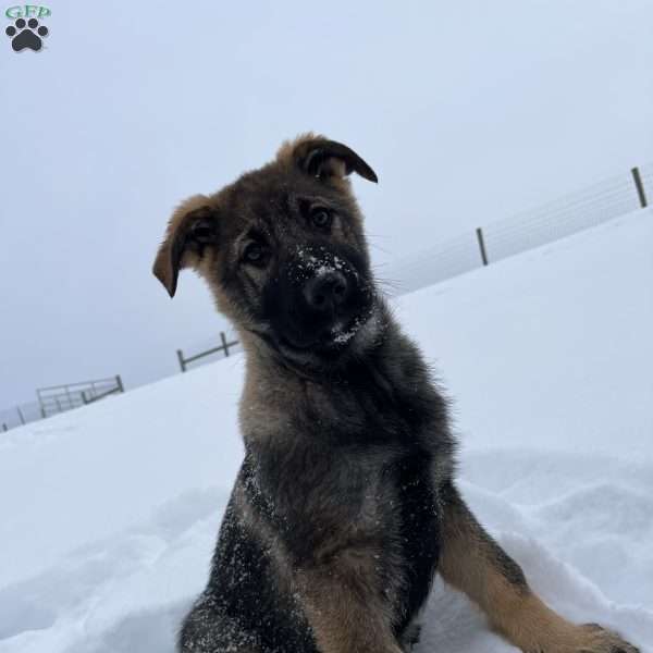 Tessa, German Shepherd Puppy