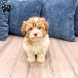 Jewel, Havanese Puppy