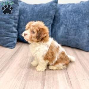 Jewel, Havanese Puppy