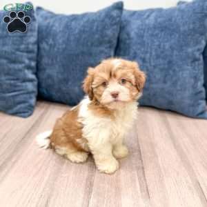 Jewel, Havanese Puppy