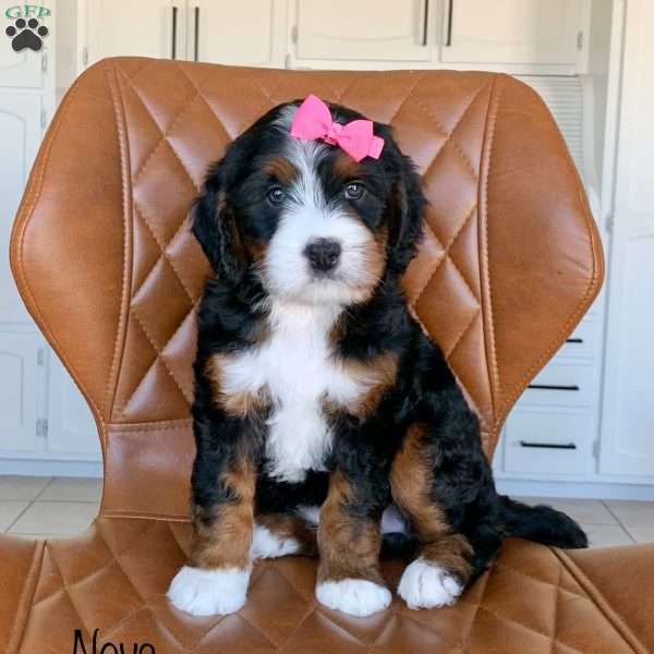 Nova, Bernedoodle Puppy