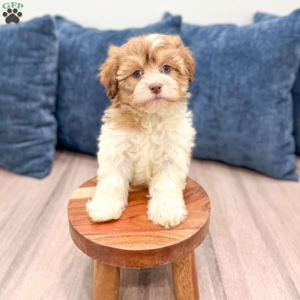 Jewel, Havanese Puppy