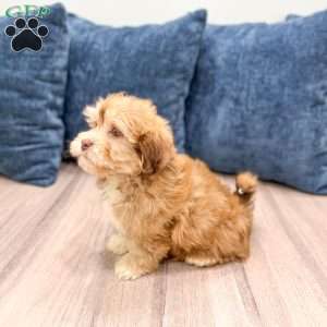 Hunter, Havanese Puppy