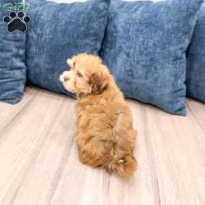 Hunter, Havanese Puppy