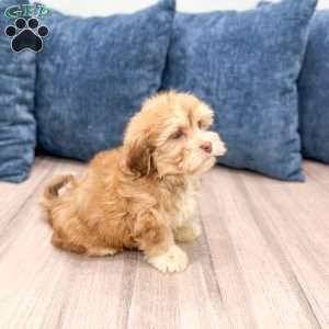 Hunter, Havanese Puppy