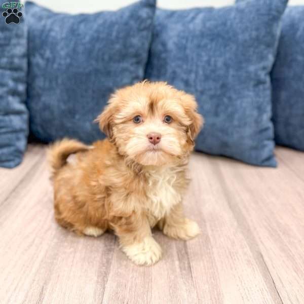 Hunter, Havanese Puppy