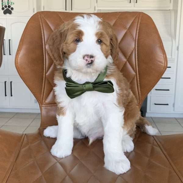 Winston, Bernedoodle Puppy