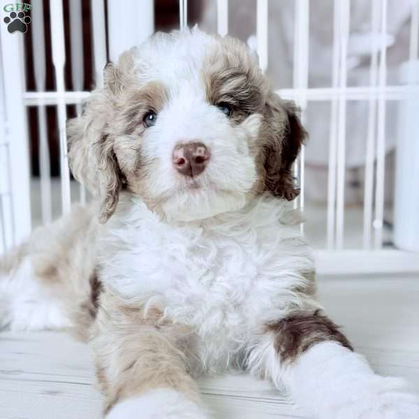 Mercy, Bernedoodle Puppy