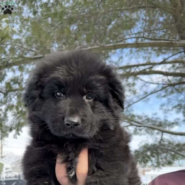 Draco, German Shepherd Puppy