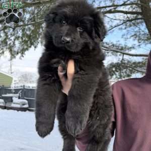 Draco, German Shepherd Puppy