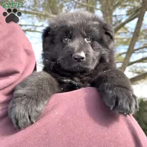 Draco, German Shepherd Puppy