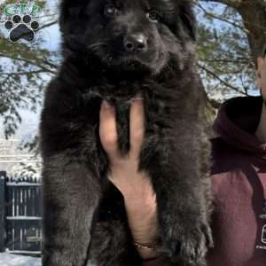 Draco, German Shepherd Puppy