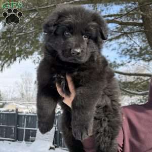 Draco, German Shepherd Puppy