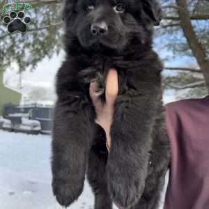 Draco, German Shepherd Puppy