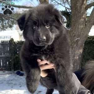 Stormi, German Shepherd Puppy