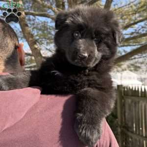 Stormi, German Shepherd Puppy