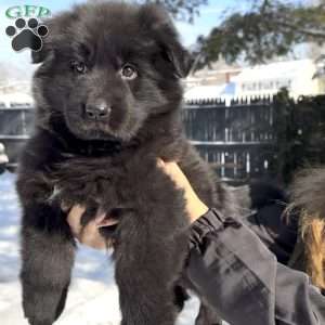 Stormi, German Shepherd Puppy