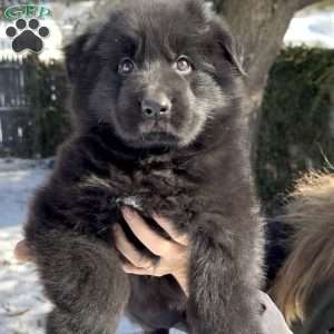 Stormi, German Shepherd Puppy