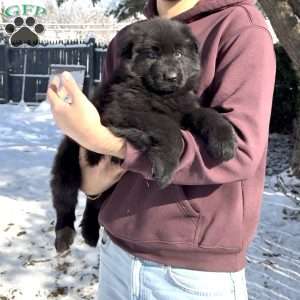 Stormi, German Shepherd Puppy