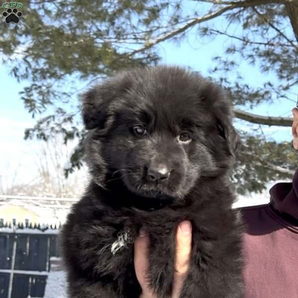 Stormi, German Shepherd Puppy