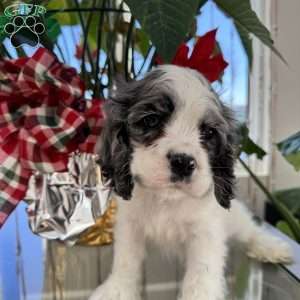 Blue, Cocker Spaniel Puppy