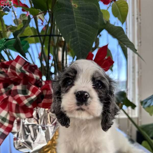 Blue, Cocker Spaniel Puppy