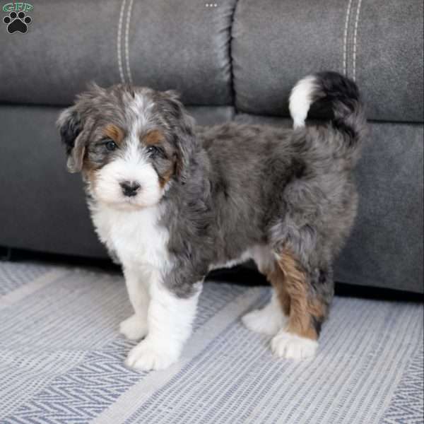 Hugo, Bernedoodle Puppy