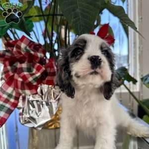 Blue, Cocker Spaniel Puppy